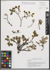 Foto von Salix reticulata L.